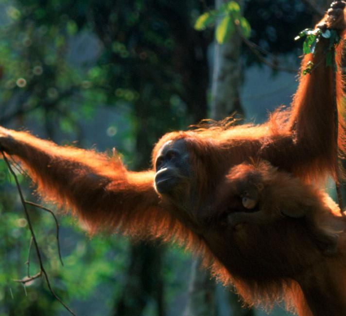 https://www.wwf.org.uk/sites/default/files/styles/hero_s/public/2018-10/orangutan%20webpage%20hero%20.jpg?h=e995465f&itok=DwS6OwPw