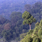 The World Lost a Belgium-Size Area of Old Growth Rainforest in 2018