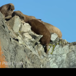 Netflix, Attenborough Caught Lying About Walruses Committing 'Climate Suicide' - 21st Century Wire